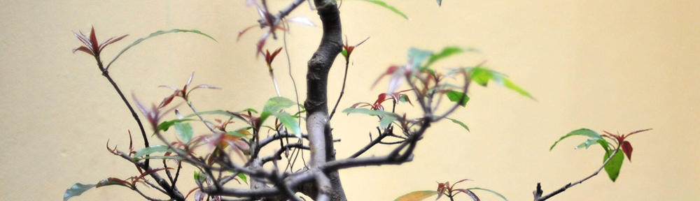 Lorena – Moda, Beleza, Celebridades , Esportes e Reality