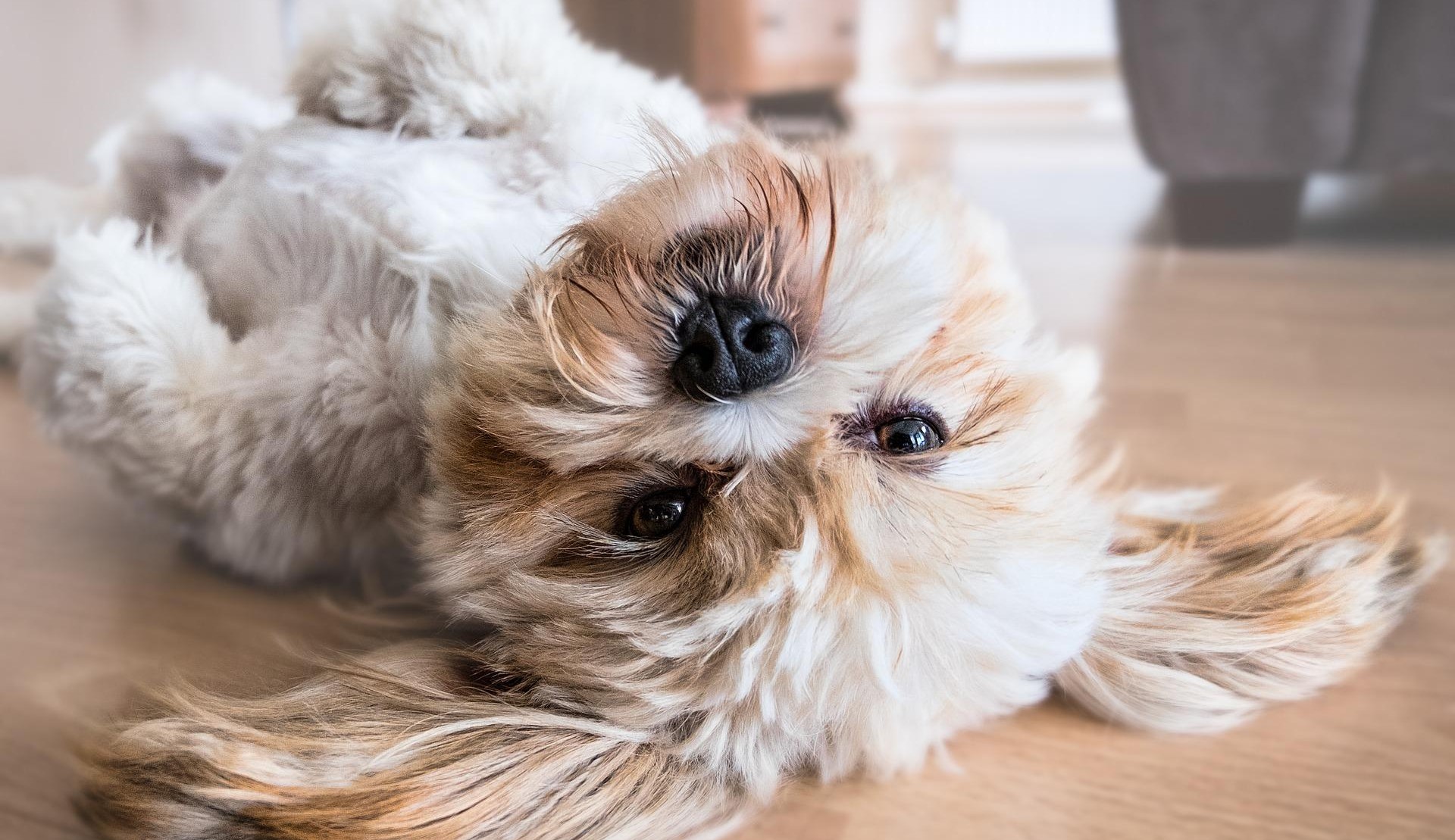 Castração de cães: Tire dúvidas sobre o procedimento