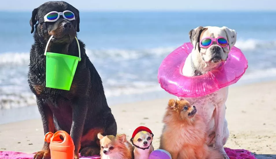 Cuidados que você precisa ter com seu o pet no verão