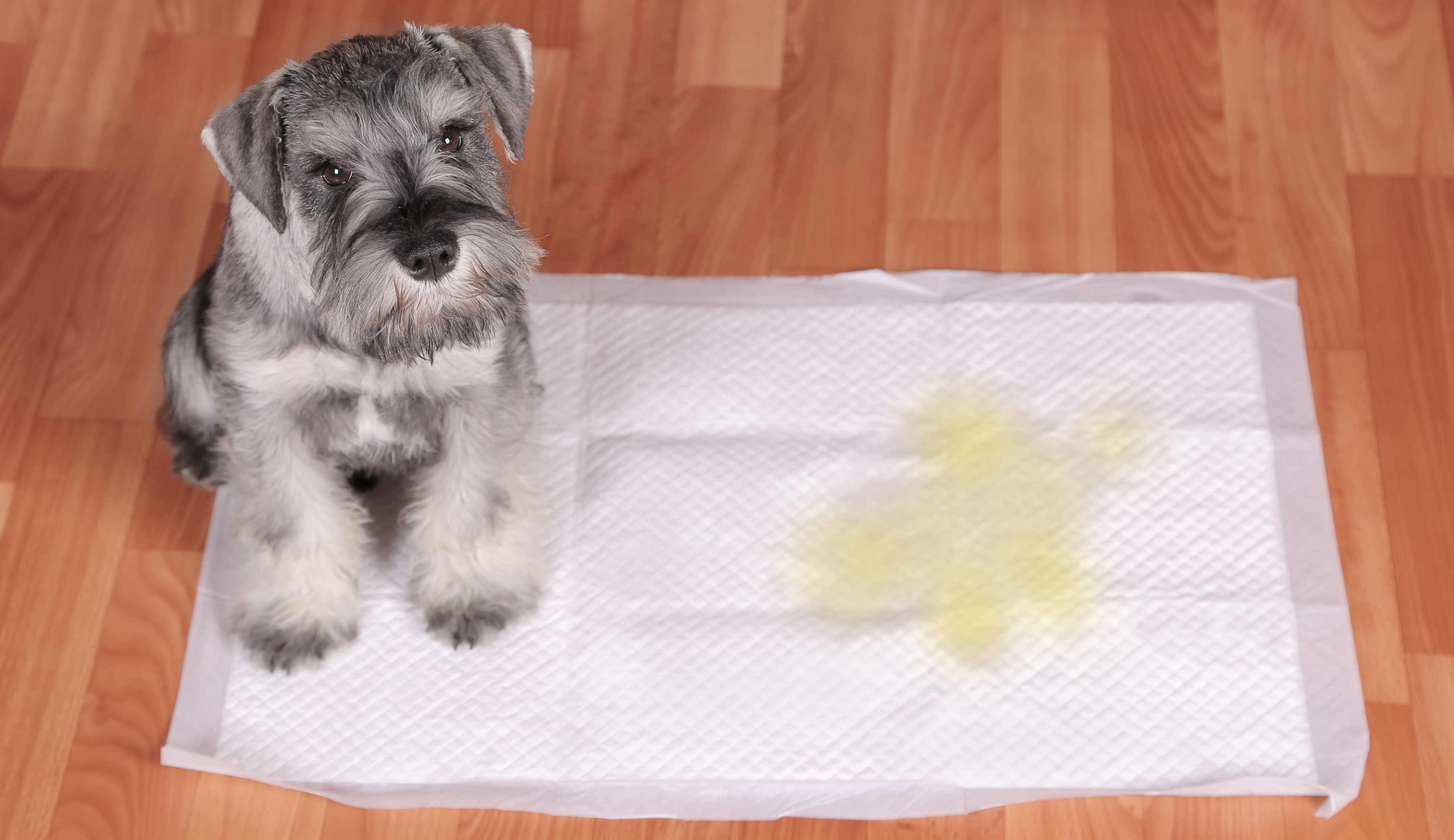 Jornais, tapetes higiênicos ou passeios? Saiba como cuidar das necessidades fisiológicas do seu pet