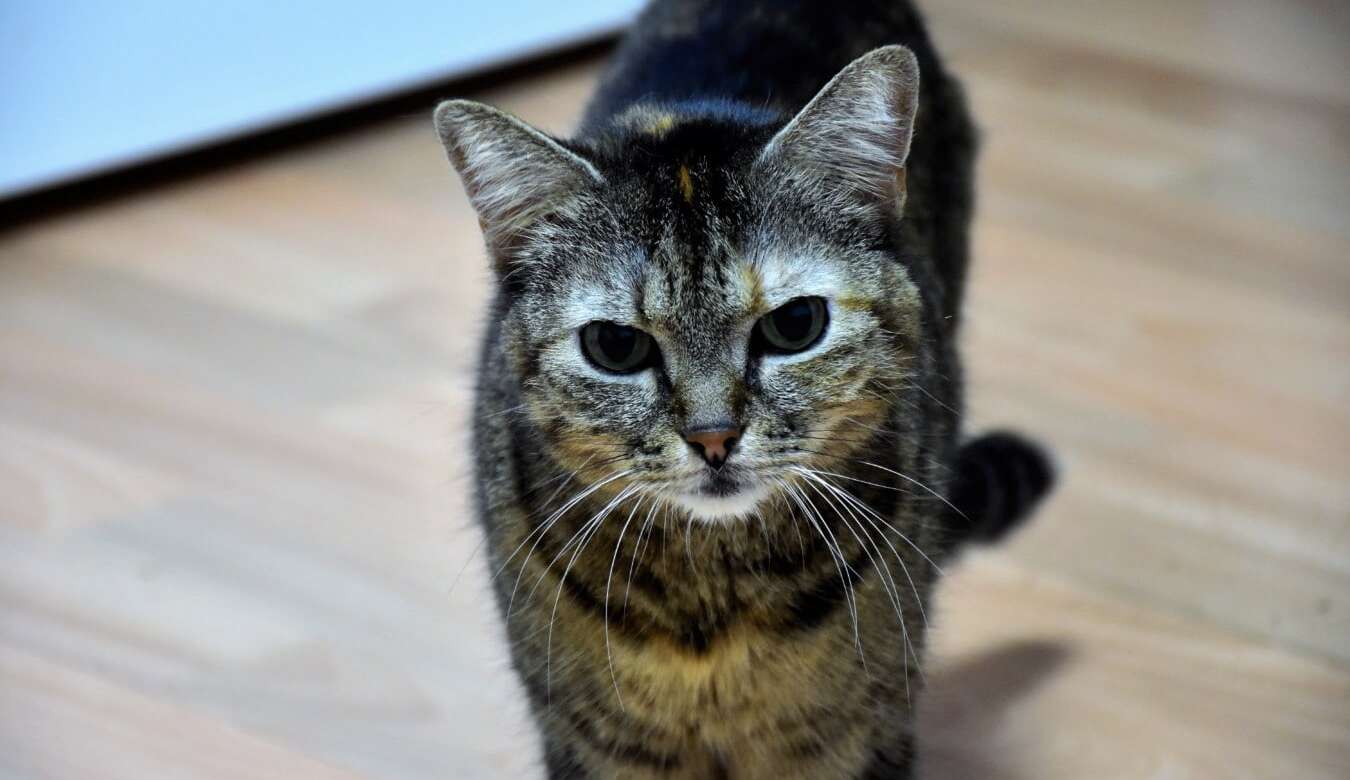 Conhece o enriquecimento ambiental? Saiba como aumentar o bem-estar de pets
