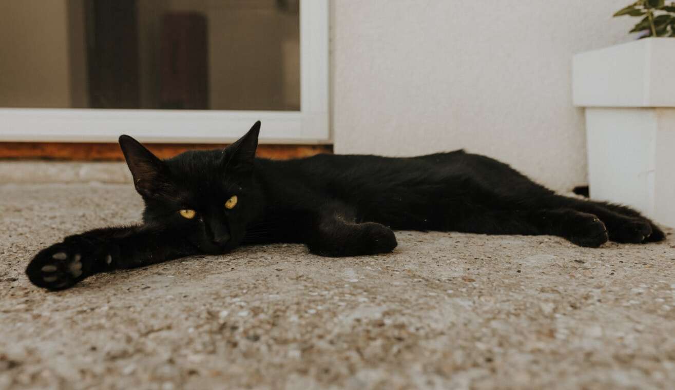 Veja dicas de como aliviar o estresse de seu pet