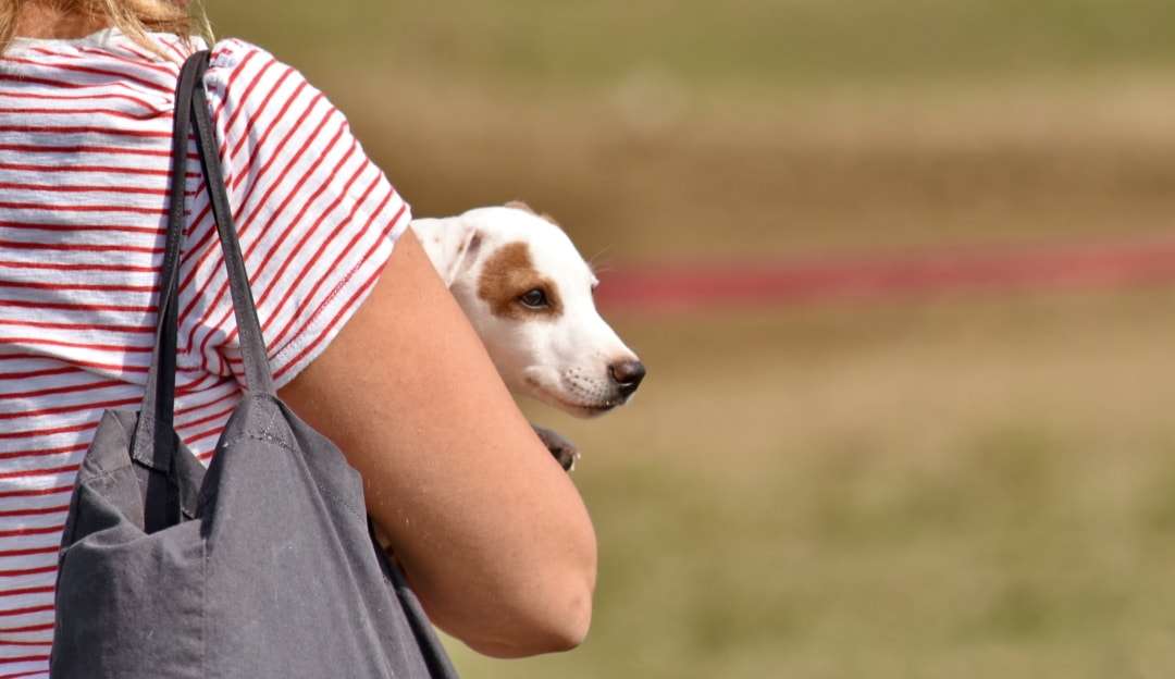 Brasil supera 149 milhões de animais de estimação e registra receita recorde no mercado Pet