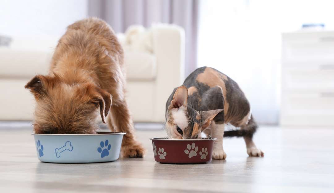 Entenda como alimentos úmidos unem praticidade à nutrição na vida animal