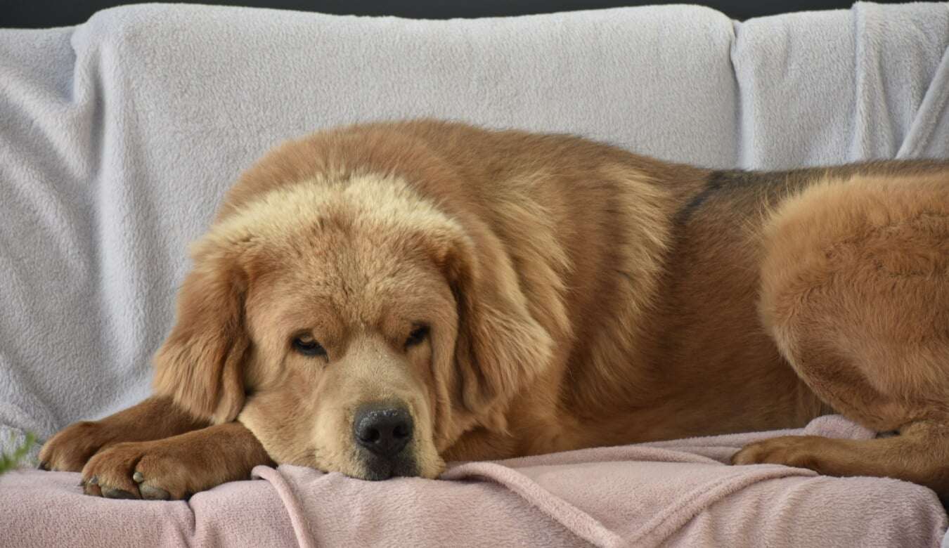 Primeiros socorros que todo dono de pet precisa saber