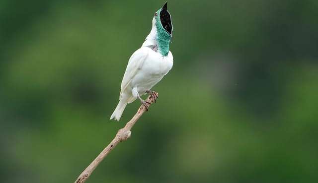 A ARAPONGA E O CORO DA MADRUGADA