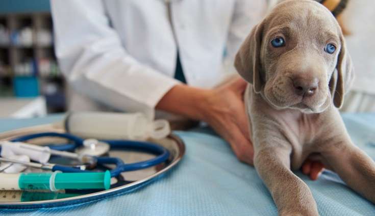 Rede “Petz” cria plano de saúde para animais de estimação