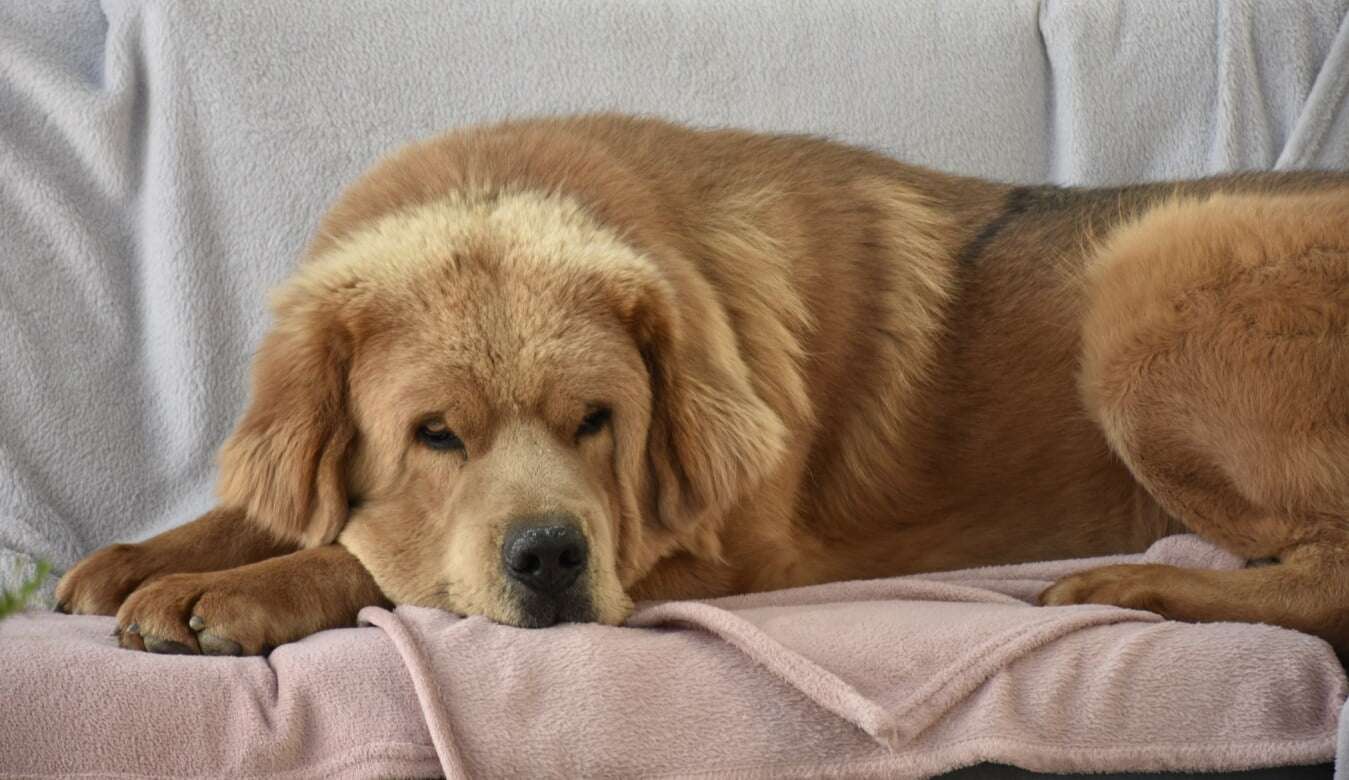 Leishmaniose: Como proteger seu pet da doença