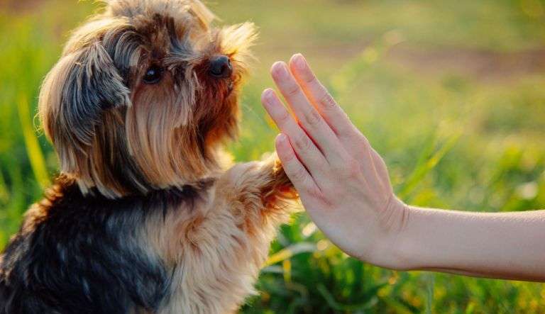 Confira como proceder caso perca seu pet ou encontre um perdido