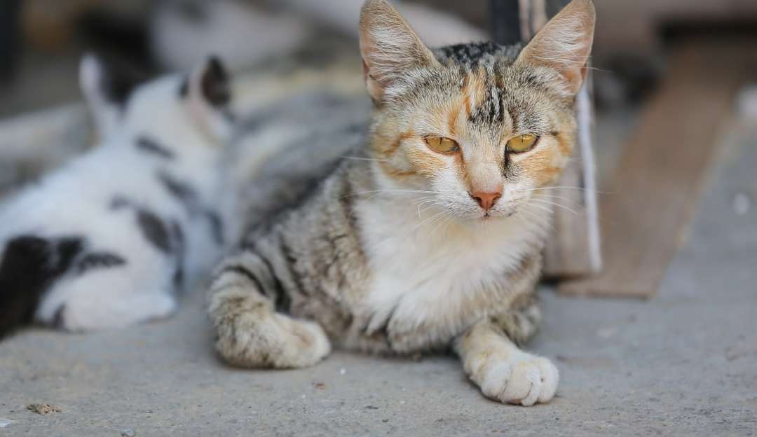 Saúde auditiva: Veja como prevenir problemas para seu pet