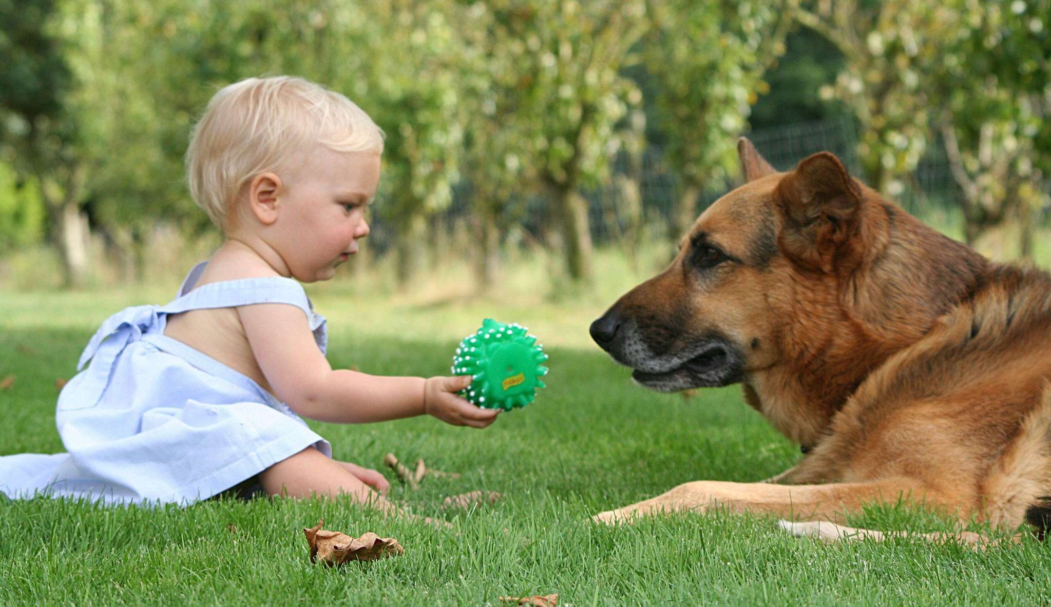 Descubra como preparar seu pet para o convívio com bebês
