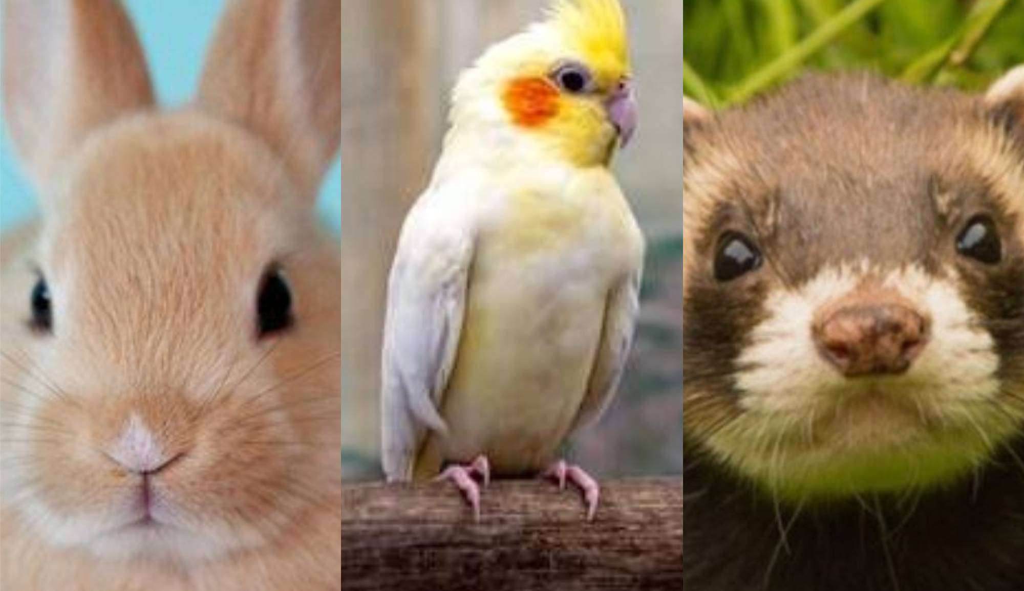 Conheça espécies de pets ideais para quem mora em ambientes pequenos