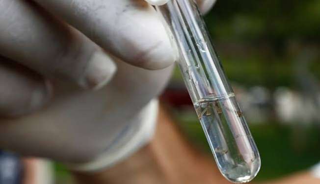 Ministério da Saúde aponta que o Brasil tem aumento nos casos de dengue, Zika e chikungunia