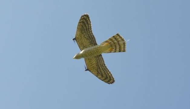 Falcão robótico é utilizado para afastar aves de aviões e evitar acidentes