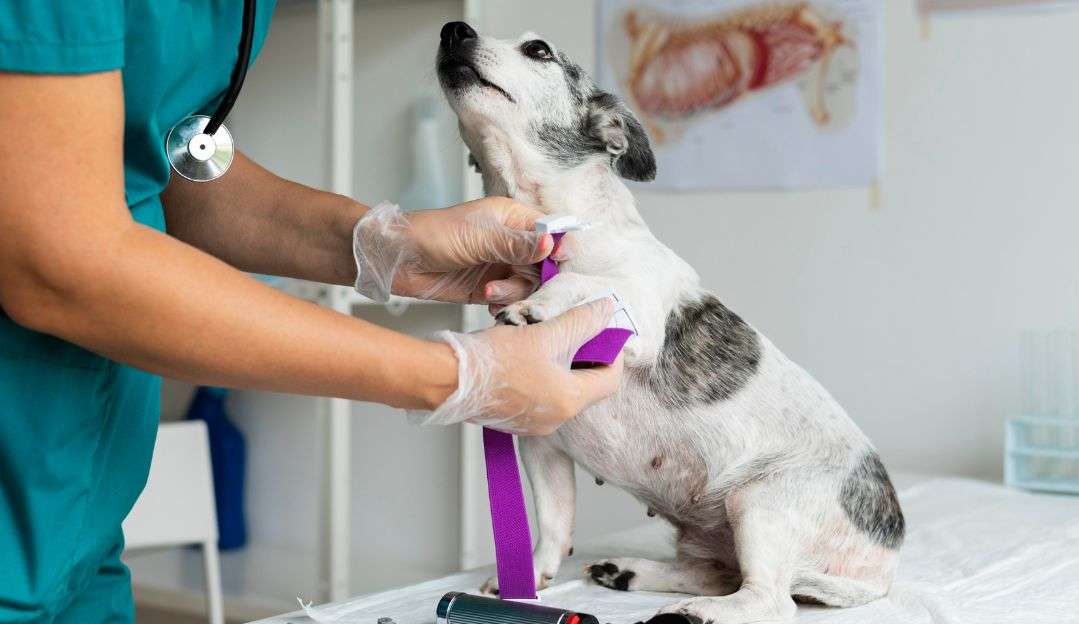 Hospital na Bahia promove campanha de doação de sangue para pets