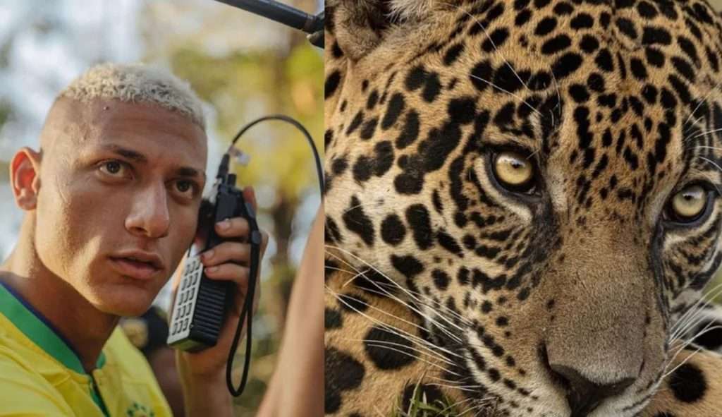 O Pombo e a Onça: Richarlison “adotou” imponente felino antes da Copa do Mundo