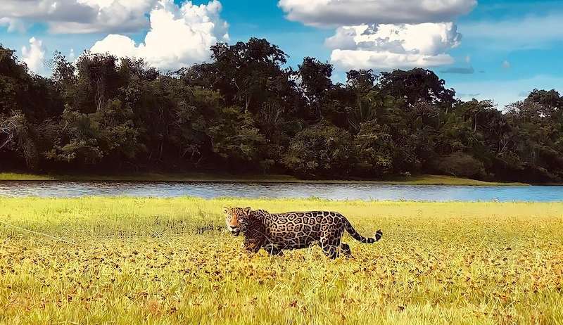 Pantanal terá mais procura em 2023; Destinos exteriores está 74% mais caro