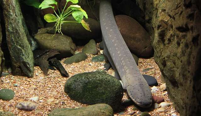 Enguia elétrica sofre risco de extinção