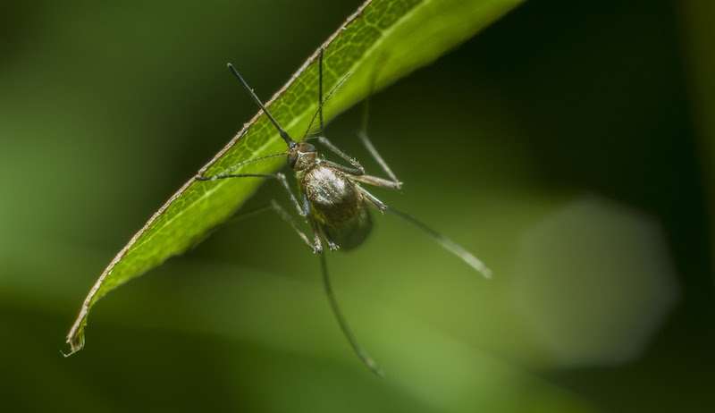 Alternativas que podem combater a proliferação de insetos no verão