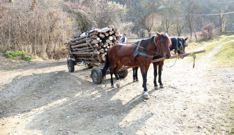 Utilização de animais para transporte de cargas e veículos de tração animal deverá ser criminalizada