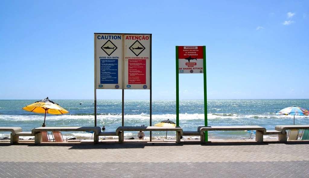 Ataques de tubarão em Pernambuco são mais letais que na Flórida, nos EUA
