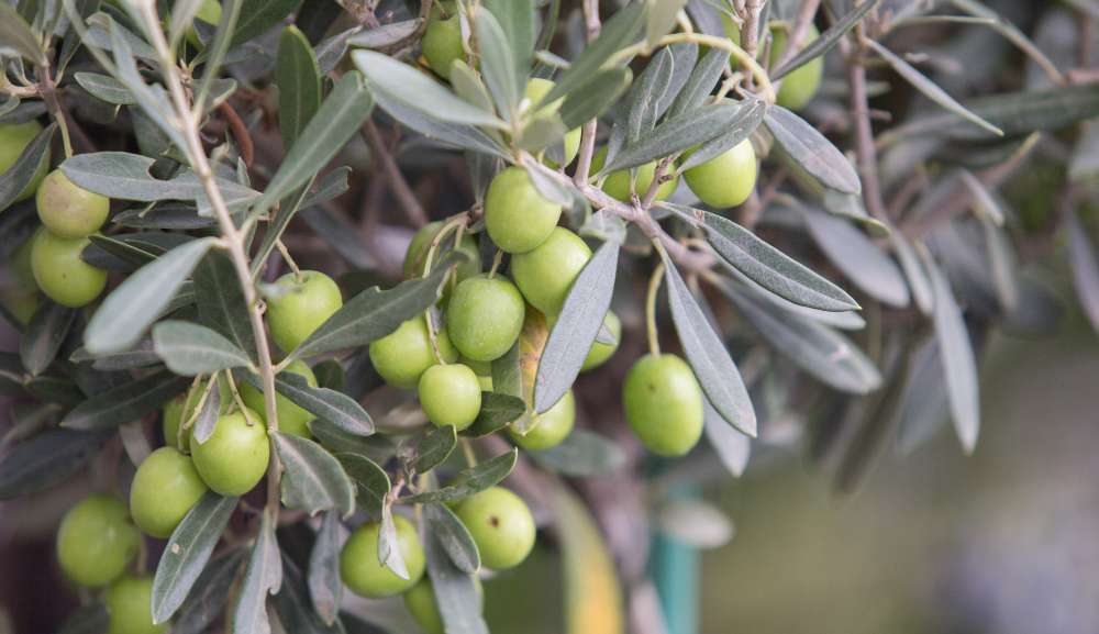Cientistas dizem que água da azeitona pode aumentar o desempenho em exercícios físicos