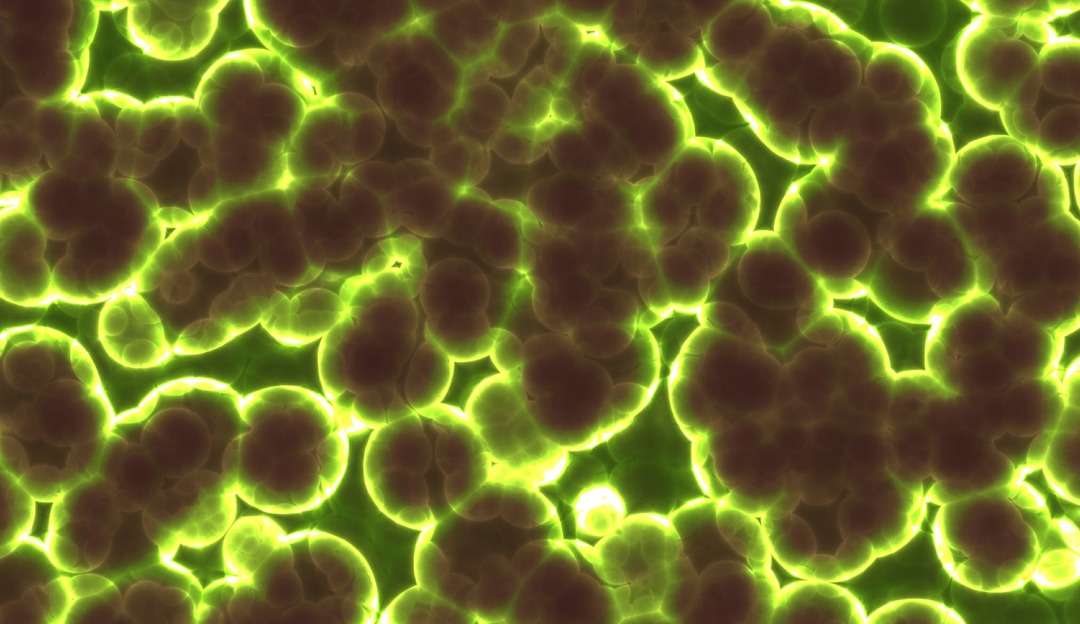 Aquecimento global traz bactérias comedoras de carne para praias dos EUA