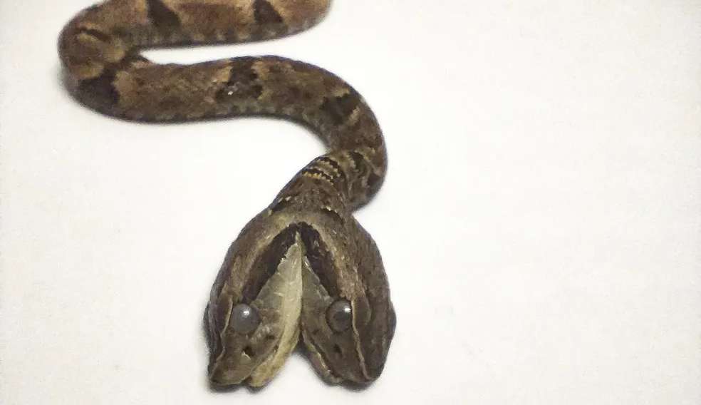 Cobra de duas cabeças nasce em Niterói