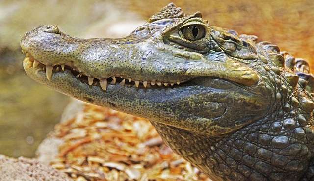 Jacaré é avistado caminhando em praia de Florianópolis e preocupa moradores