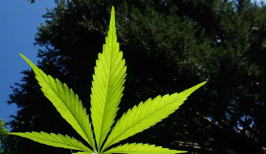 Entenda como a indústria da maconha pode render R$ 25 bilhões por ano ao Brasil