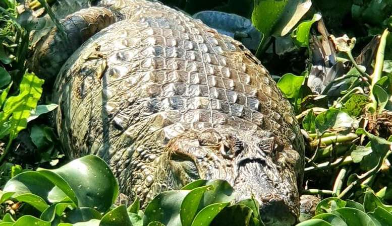 Guarda Municipal de Niterói resgata jacaré encontrado em obra pública