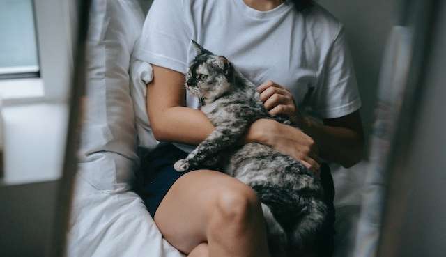 Casos de Esporotricose em humanos no RJ aumentam 260% em 10 anos