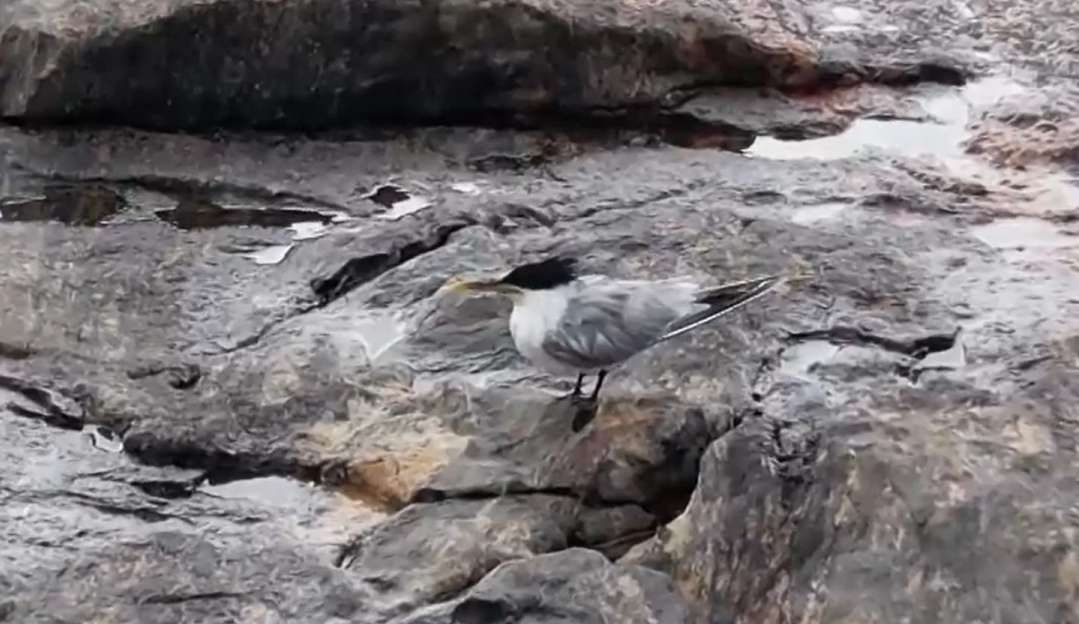 Suspeita de gripe aviária: aves silvestres encontradas sem vida no Espírito Santo
