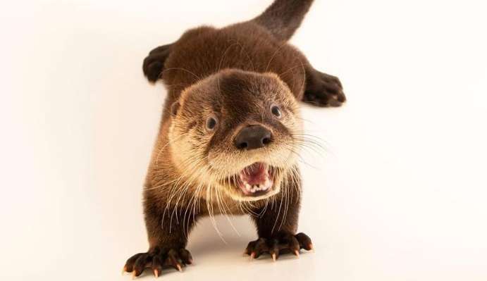 Curiosidades sobre a lontra no seu dia mundial