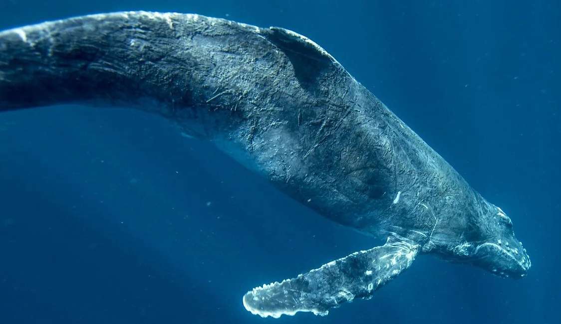 Turistas avistam baleias e golfinhos próximo a embarcação em Ilhabela