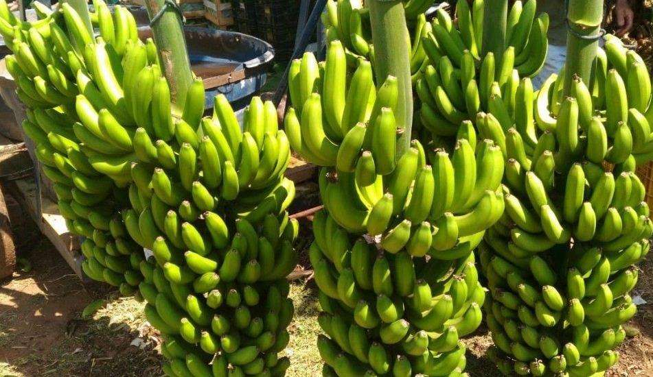 Saiba os benefícios da banana, a fruta favorita do brasileiro