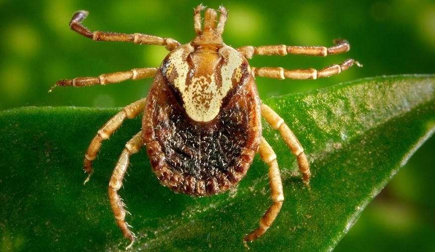 Febre Maculosa: mortos estiveram em festa com outras 3,5 mil pessoas