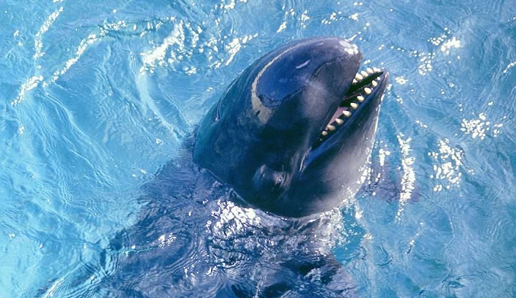 “Falsas orcas” foram encontradas no litoral norte
