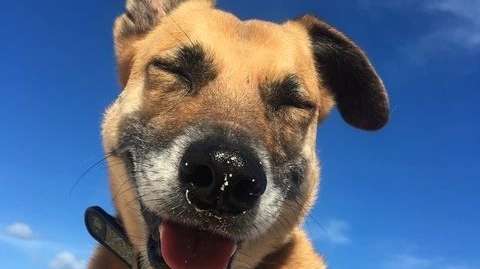 Soldier: conheça o guia turístico de quatro patas que é sucesso nas redes sociais