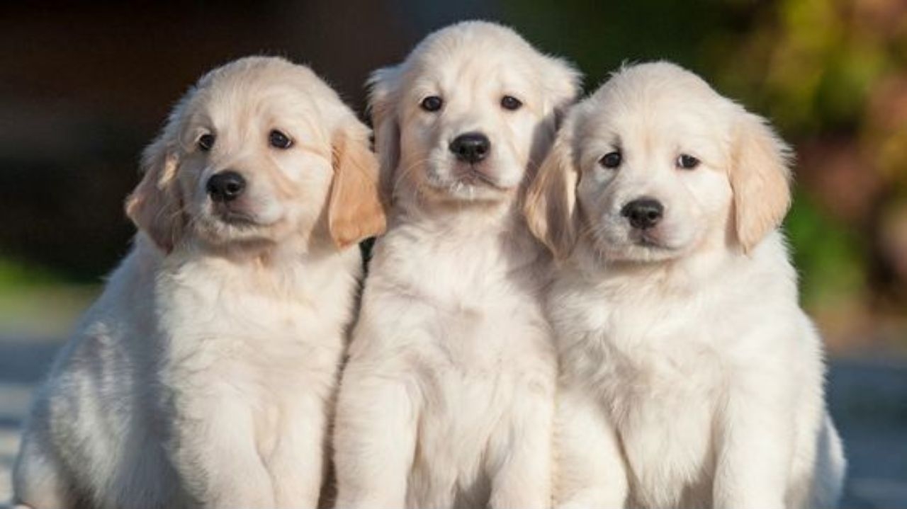 Veja como realizar o cadastro do seu pet no Rio