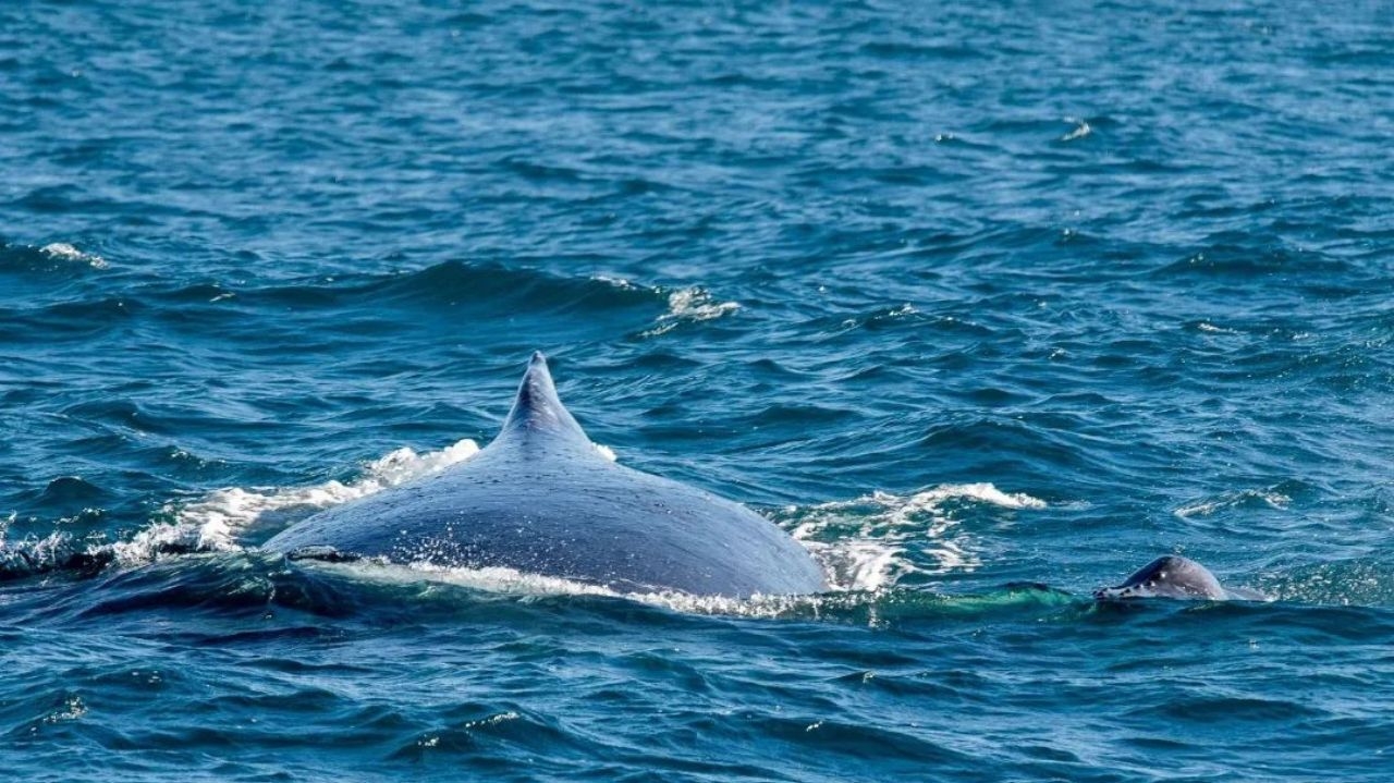 Baleias-jubarte aparecem no litoral de São Paulo; entenda o comportamento da espécie