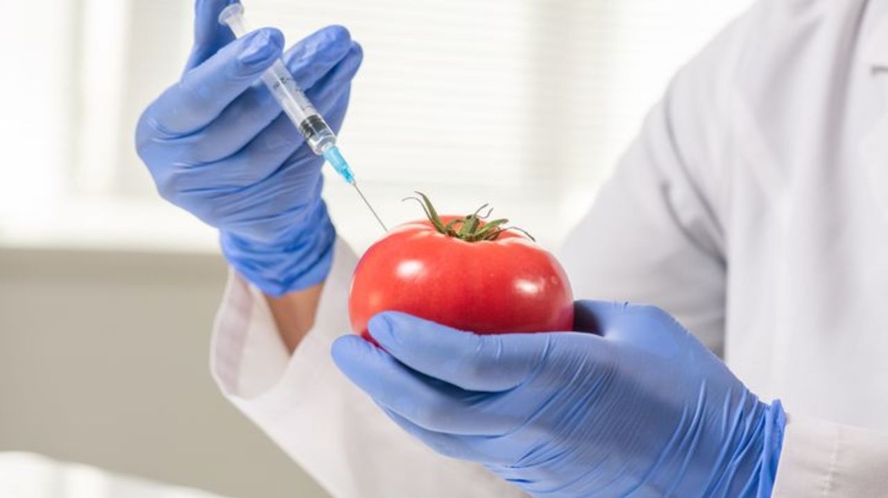 STF valida trechos da Lei de Biossegurança, norma que regula transgênicos