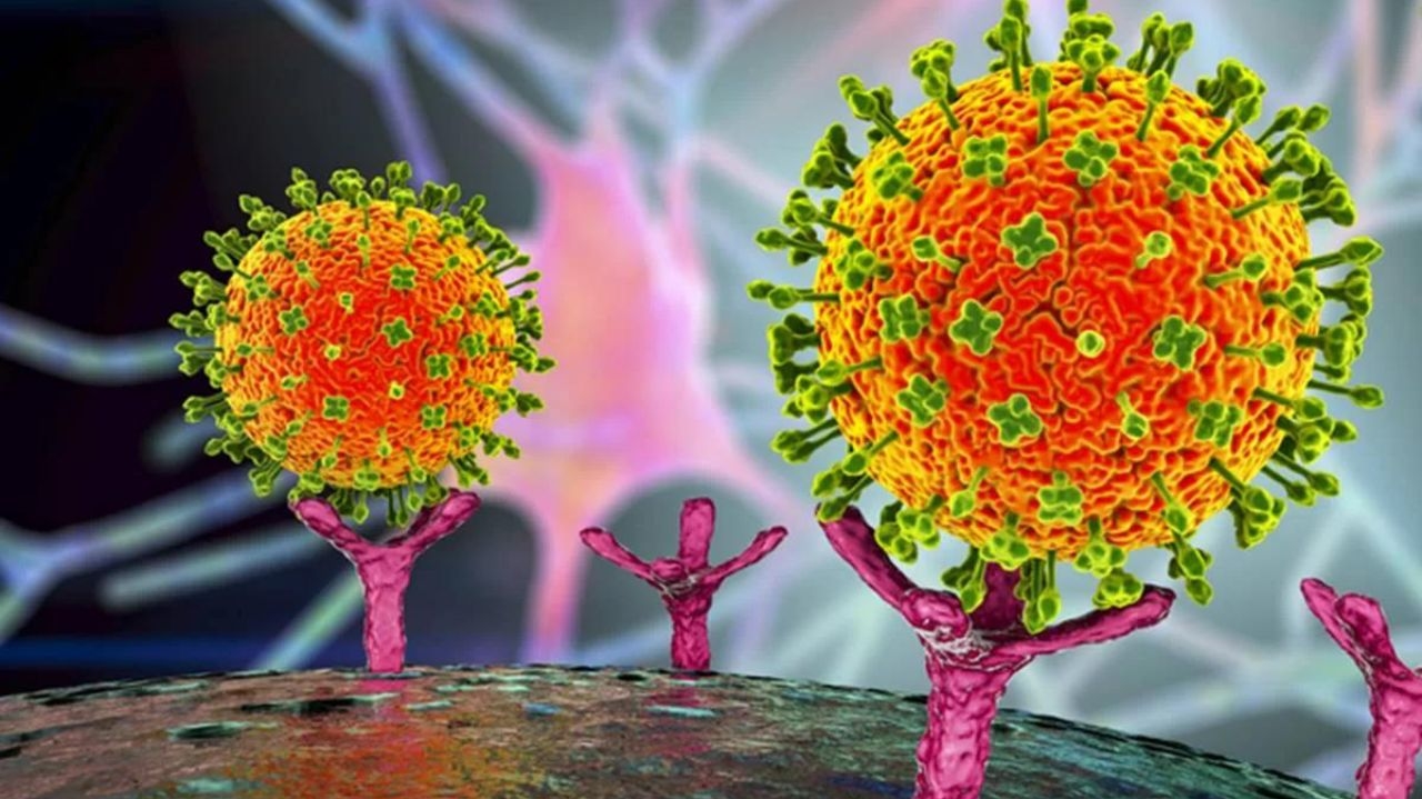 Vírus Nipah na Índia; saiba mais sobre a doença e as chances de disseminação no Brasil