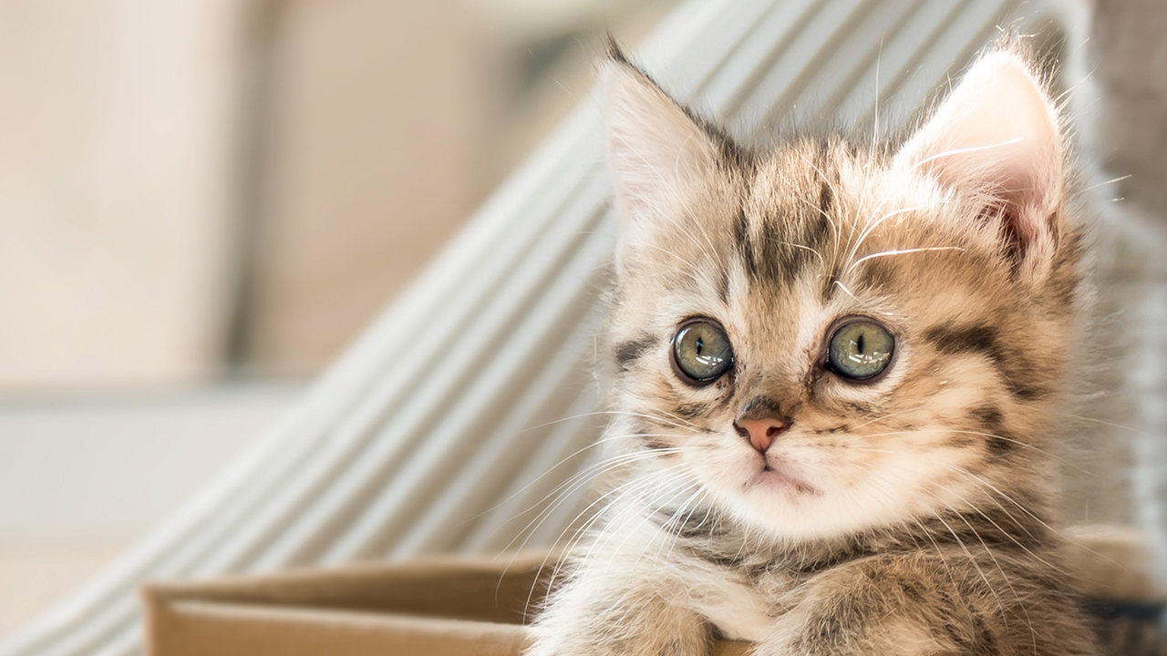 Saiba quais são as 5 doenças mais transmitidas pelo gatos