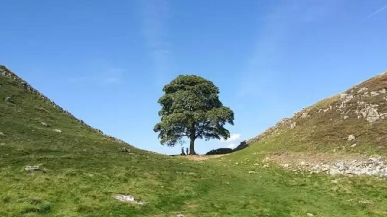 Árvore bicentenária mais famosa do Reino Unido é derrubada por adolescente