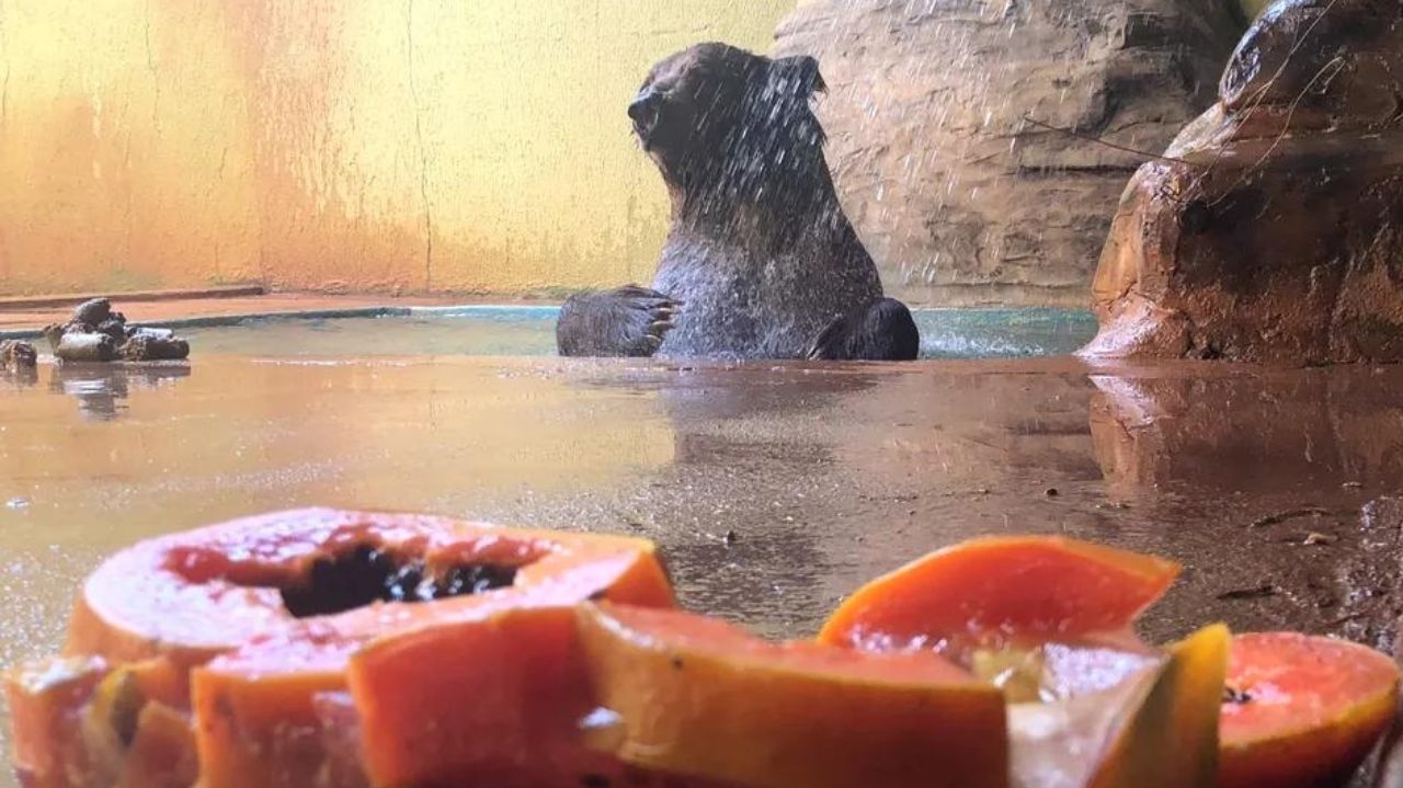 Animais habitantes do Zoológico de São Paulo têm cuidados para amenizar o calor