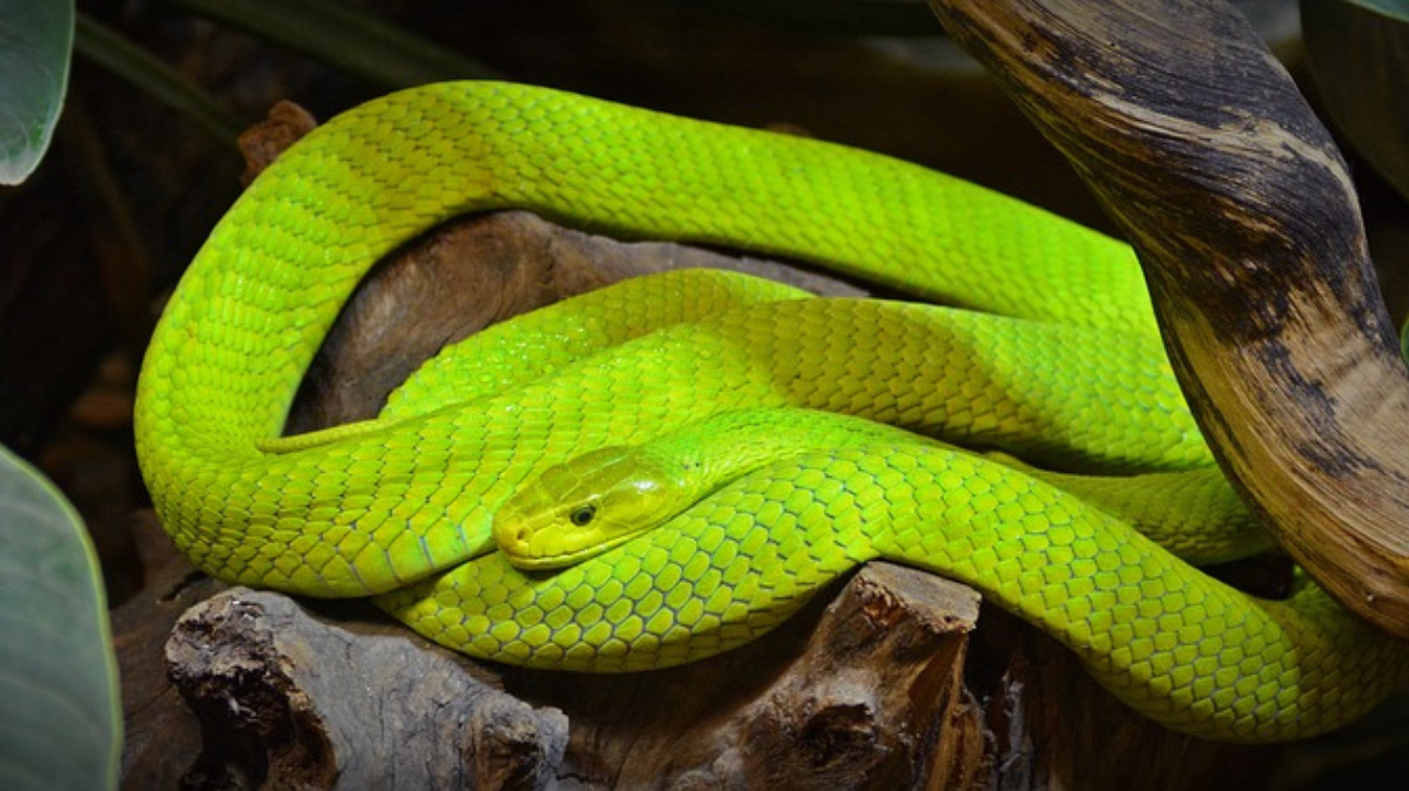 Cobra venenosa Mamba-Verde foge e alarma Holanda
