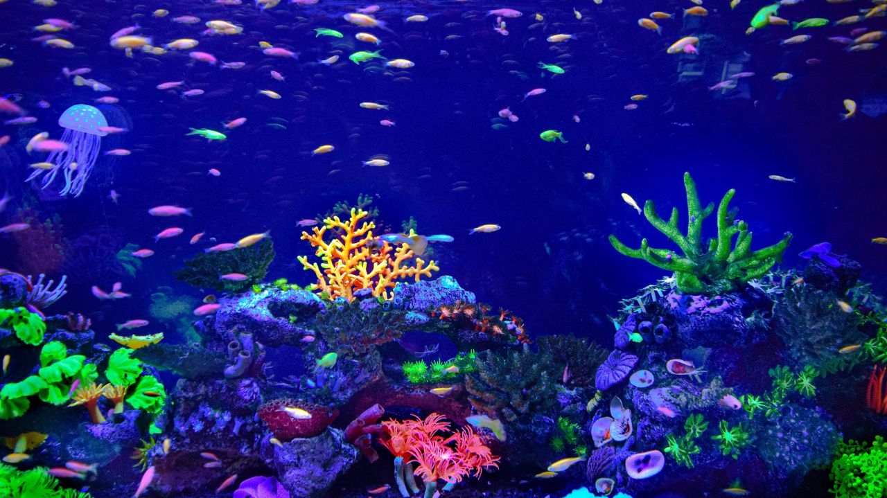 Guia completo de cuidados e escolha de peixes para aquário