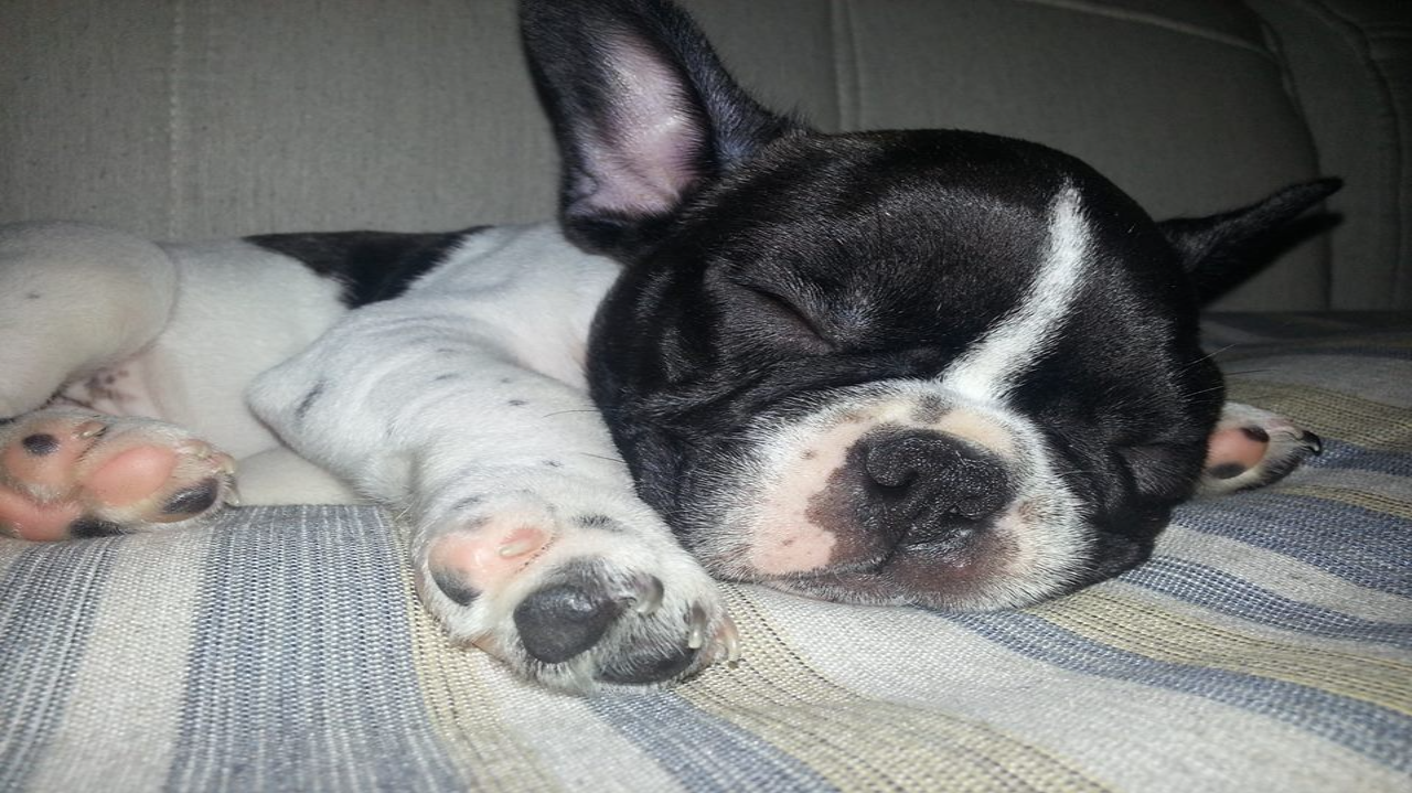 Veja como amenizar os efeitos sonoros para os pets com o barulho das festas de final de ano