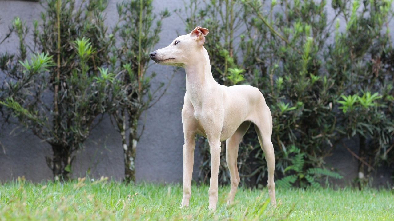 Como cuidar de um Italian Greyhound?
